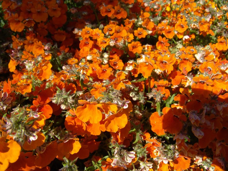 Немезия Angelart Orange