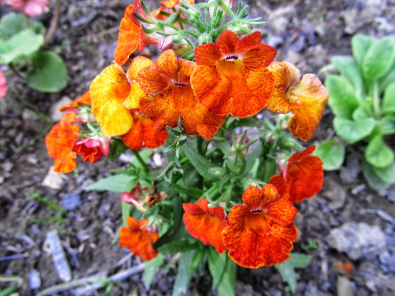 Немезия Angelart Orange
