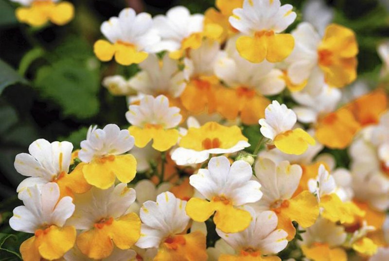 Немезия White-Yellow bicolor 4