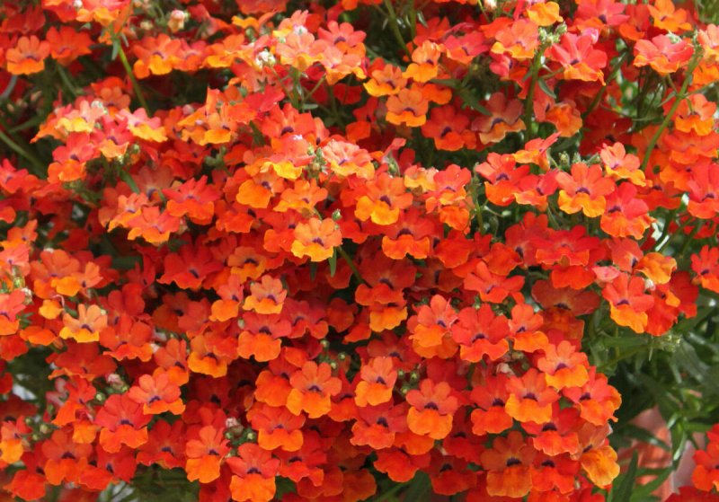 Немезия Sunsatia