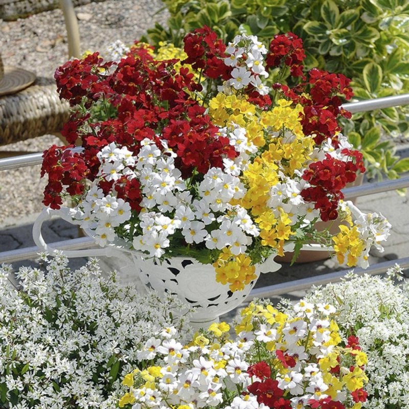 Немезия чаровница