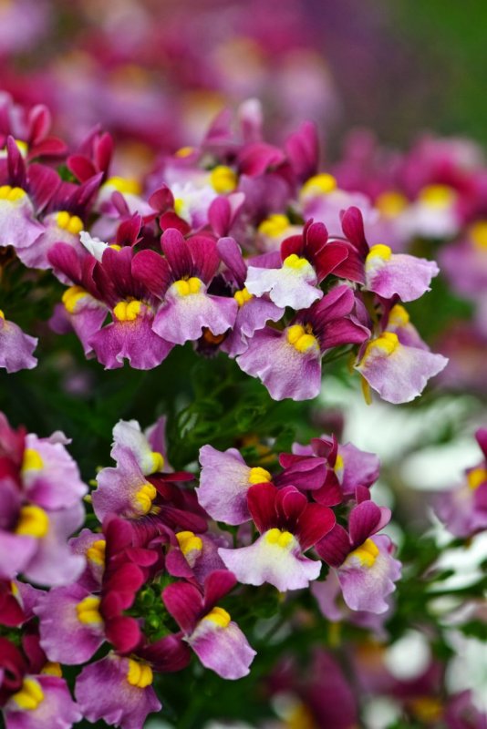 Немезия sun2 White-Yellow bicolor