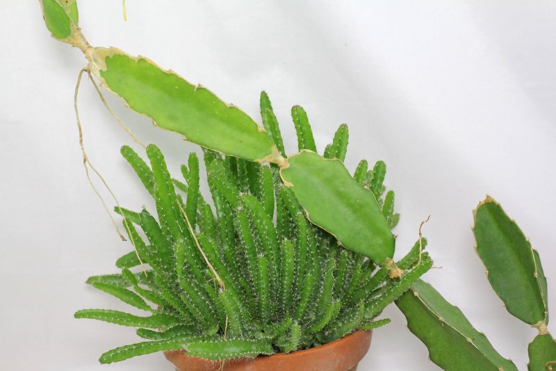 Ампельный Кактус Hylocereus
