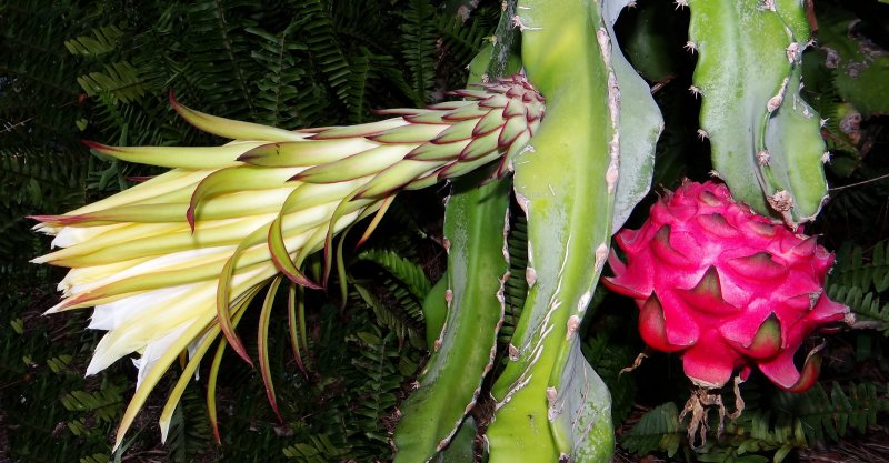 Кактус-Hylocereus undatus