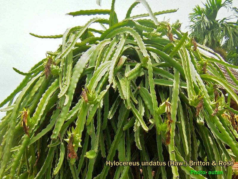 Hylocereus undatus (Гилоцереус, питайя, питахайя)