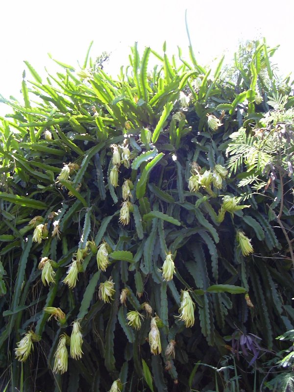 Кактус-Hylocereus undatus