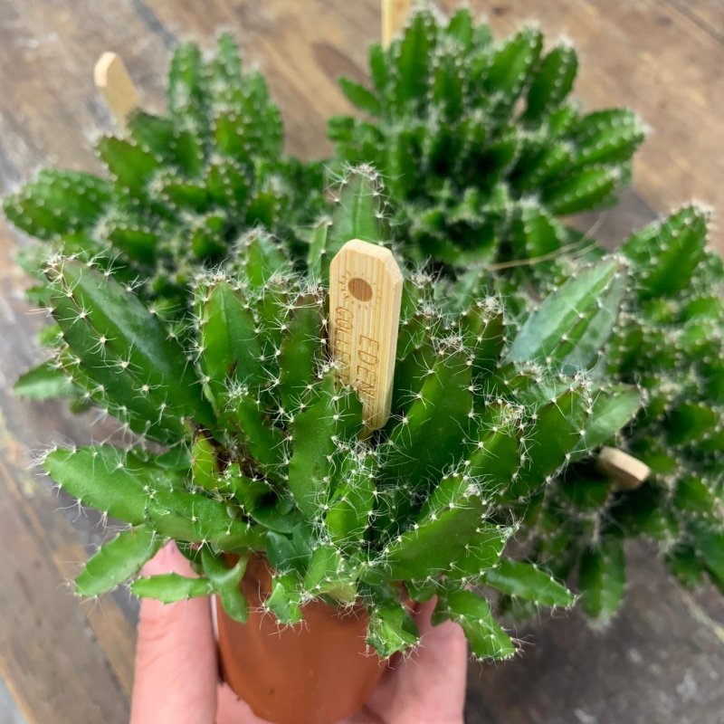 Кактус-Hylocereus undatus