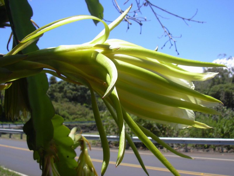 Hylocereus undatus (Haw.)