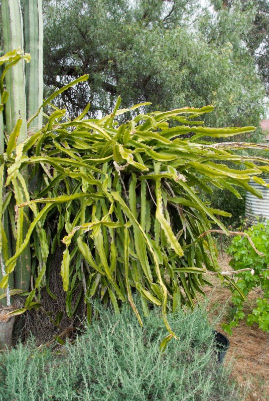 Кактус-Hylocereus undatus