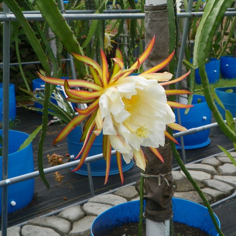 Hylocereus Stenopterus
