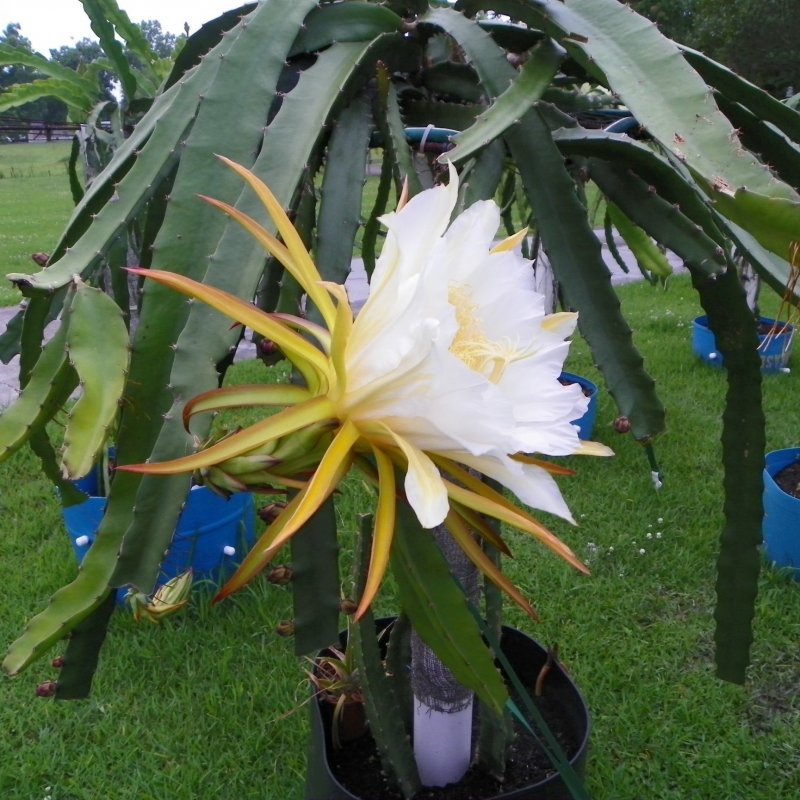 Hylocereus megalanthus