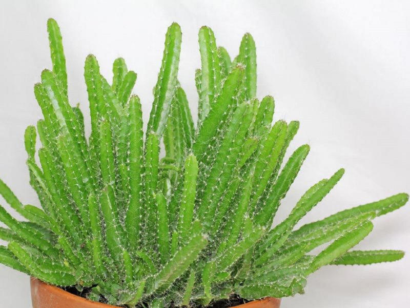 Кактус-Hylocereus undatus