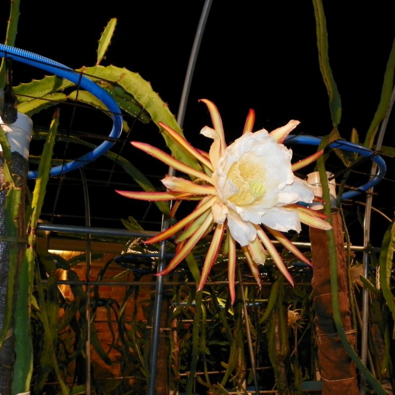 Hylocereus polyrhizus