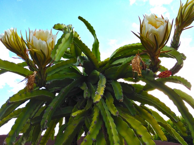 Кактус-Hylocereus undatus