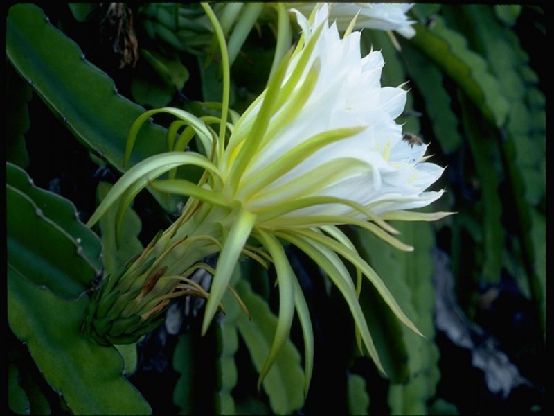 Кактус-Hylocereus undatus