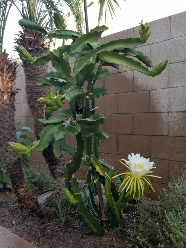 Hylocereus Кактус