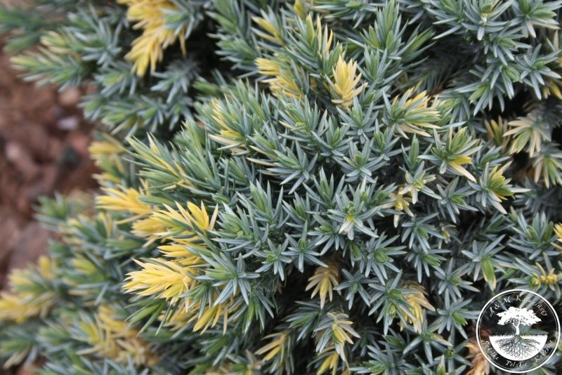 Juniperus squamata Floreant