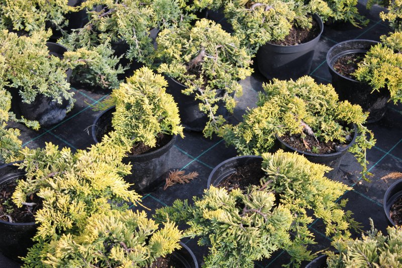 Можжевельник чешуйчатый Голден Флейм Juniperus Golden Flame