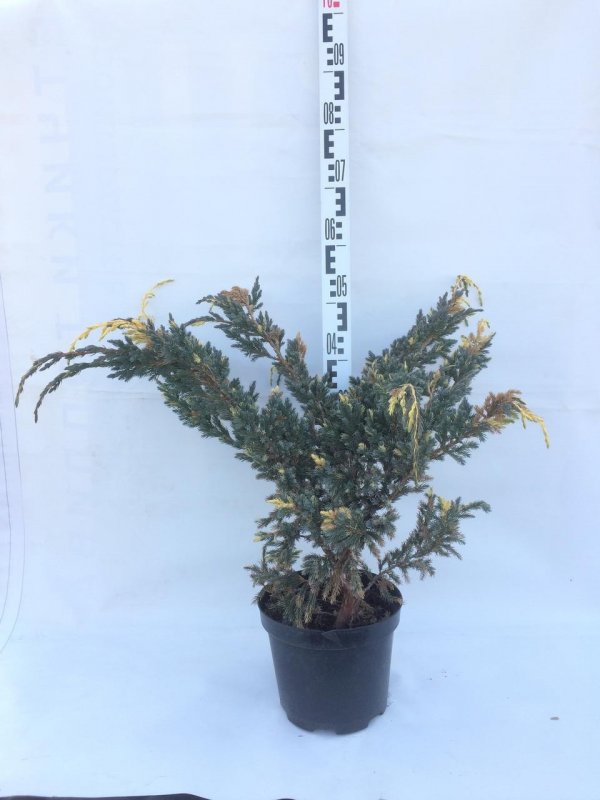 Juniperus squamata Golden Flame описание