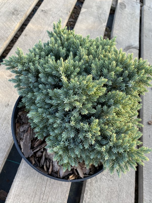 Можжевельник squamata Blue Star