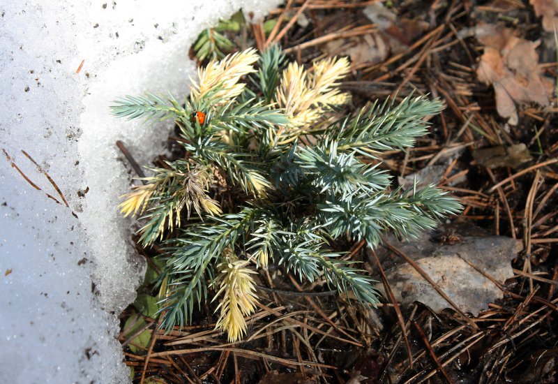 Можжевельник Juniperus squamata Floriant