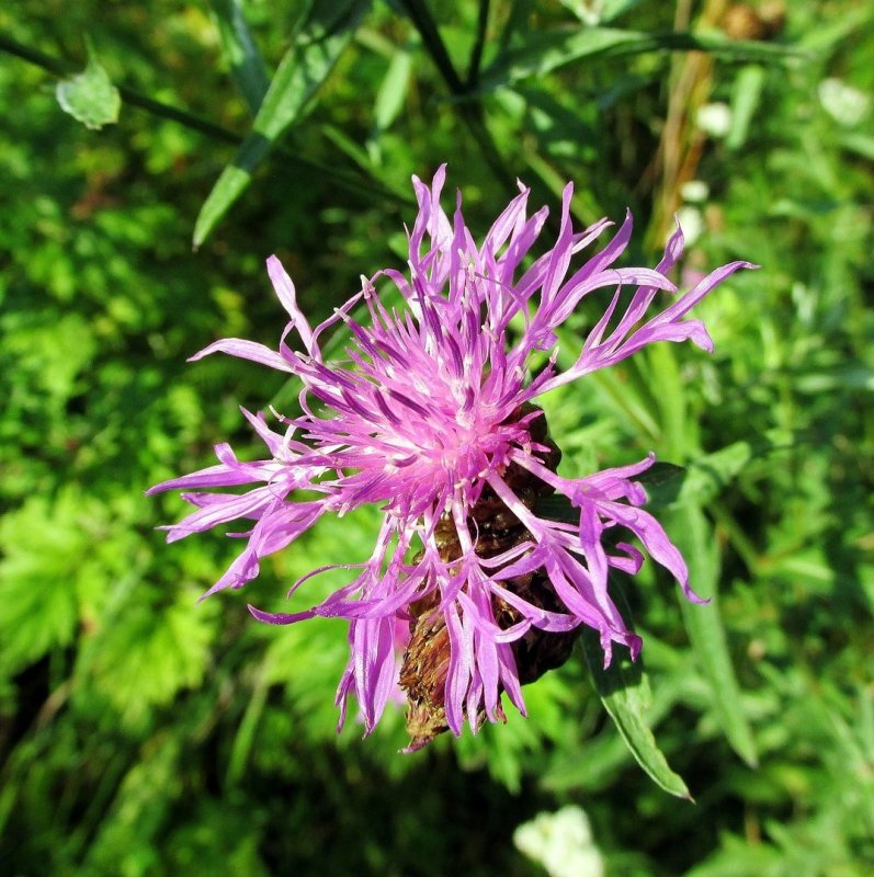 Василек фригийский Centaurea Phrygia l.