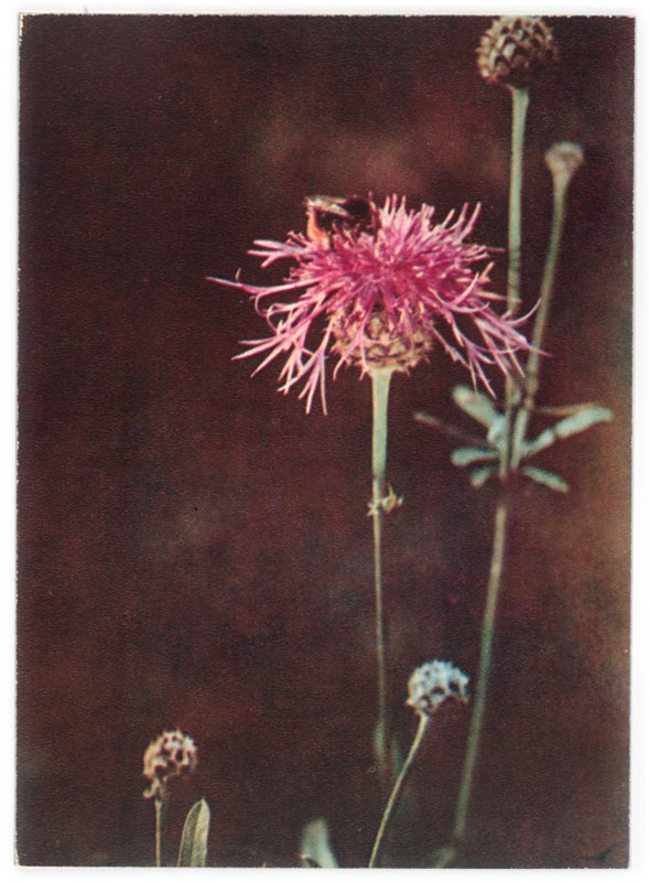 Centaurea dealbata 'Steenbergii'