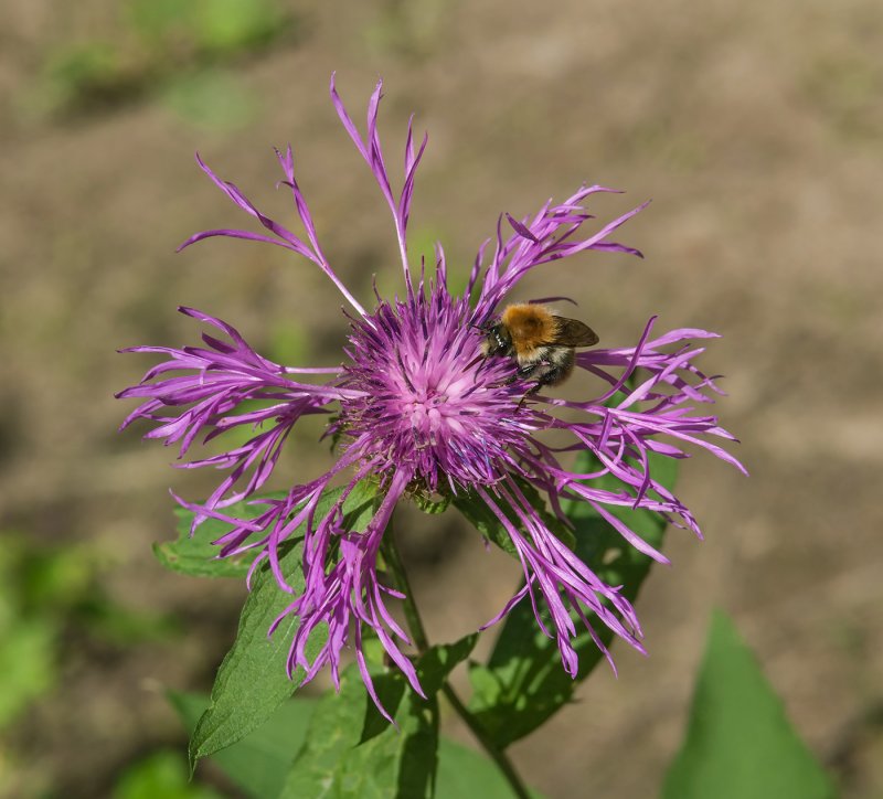 Centaurea Phrygia