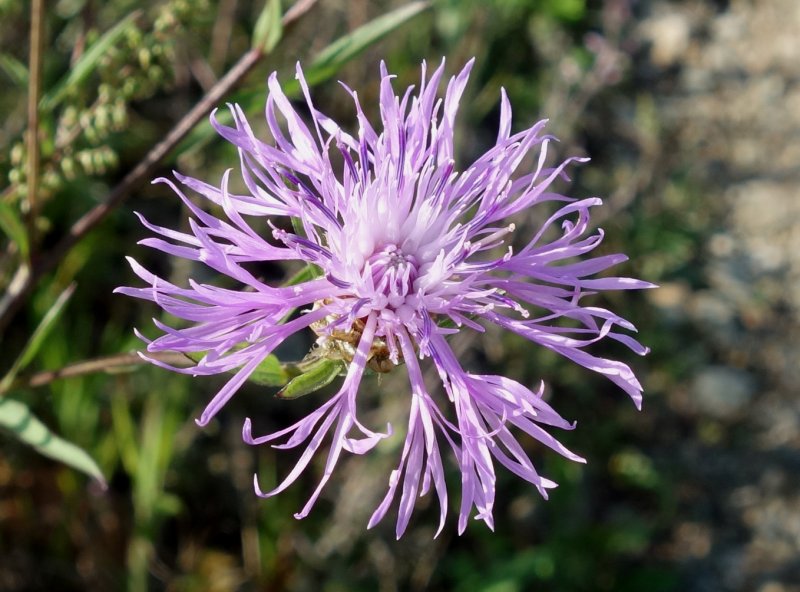 Centaurea carbonata