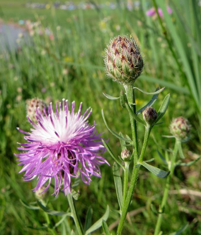 Centaurea Phrygia
