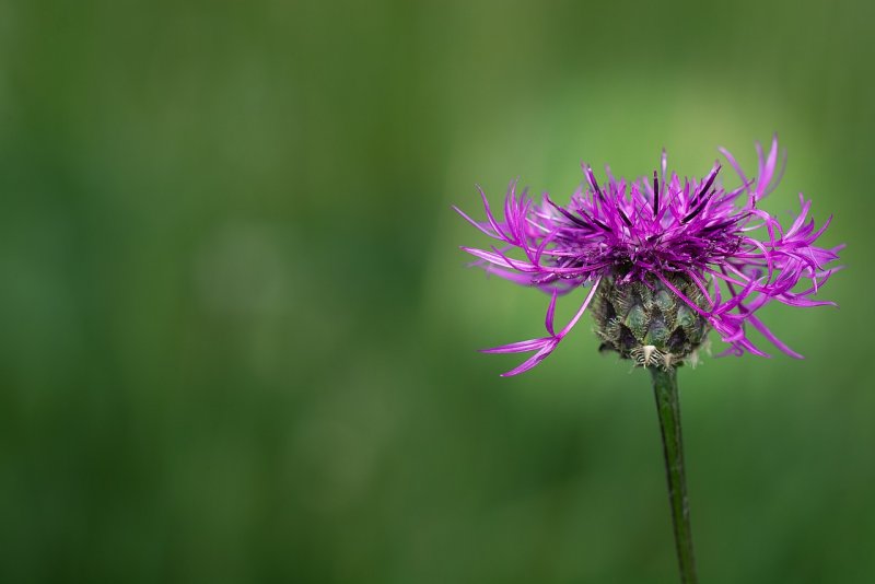Centaurea paniculata