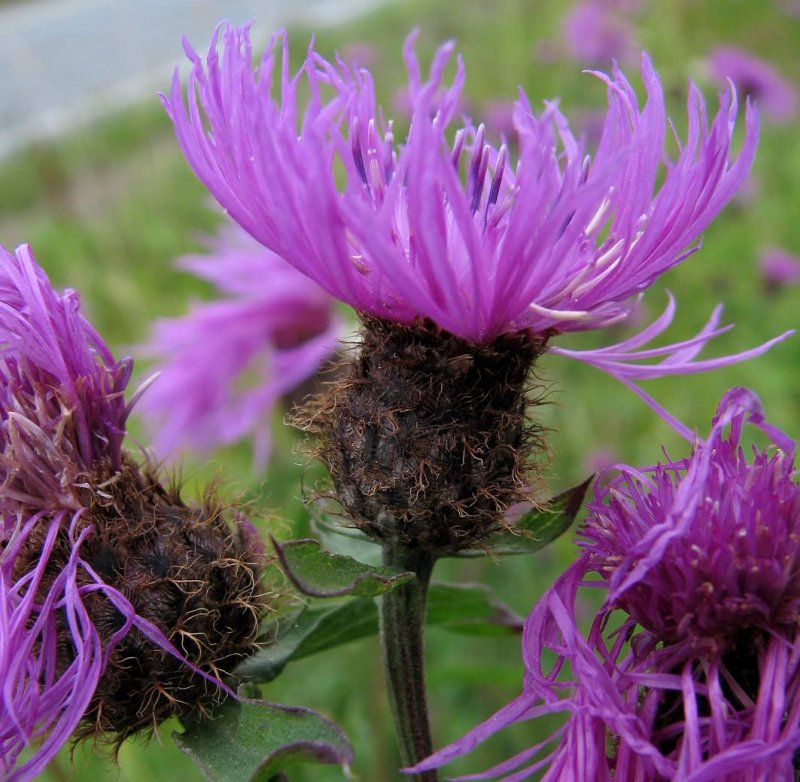 Centaurea pseudophrygia