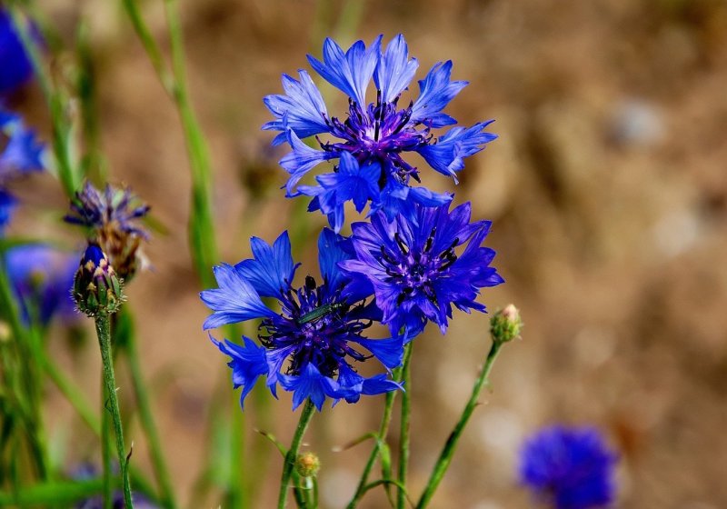 Centaurea paniculata