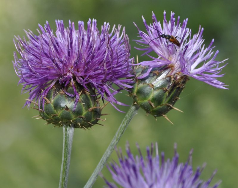 Василёк Луговой (лат. Centaurea jacea)