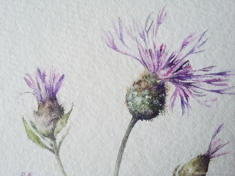 Centaurea Montana Василек
