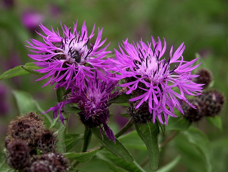 Centaurea pseudophrygia