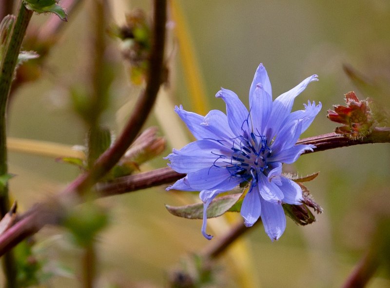 Василёк Луговой (лат. Centaurea jacea)