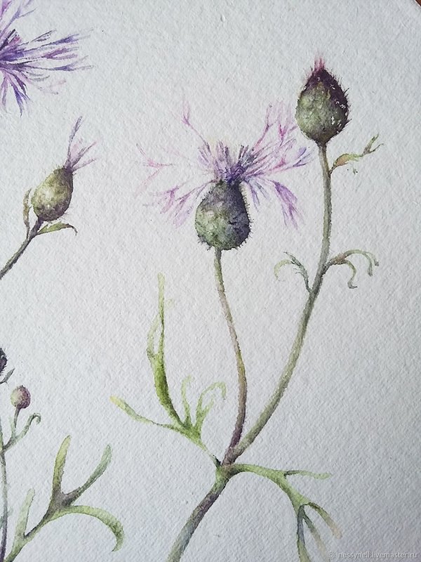Centaurea jacea