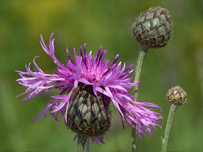 Василёк бледно-жёлтый---Centaurea cheiranthifolia