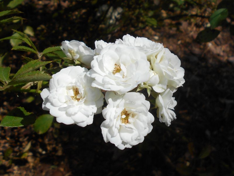 Rosa Alba Meidiland