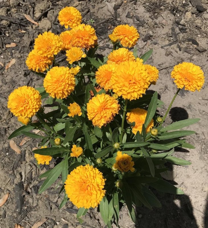 Кореопсис золотой шар
