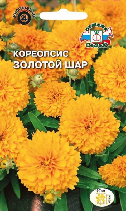 Кореопсис подсолнечниковый