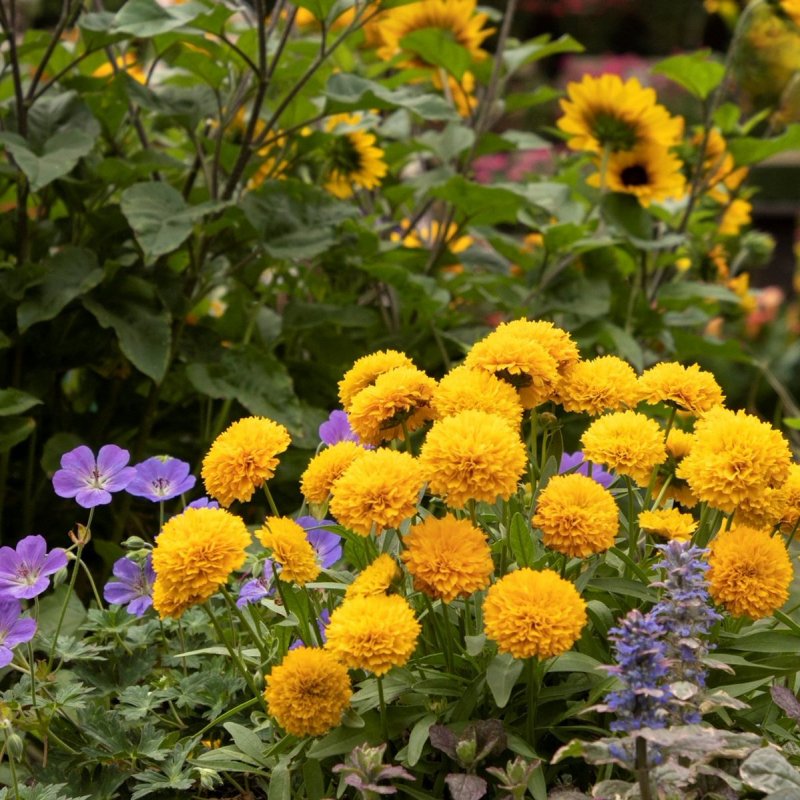Coreopsis grandiflora Solanna Golden Sphere
