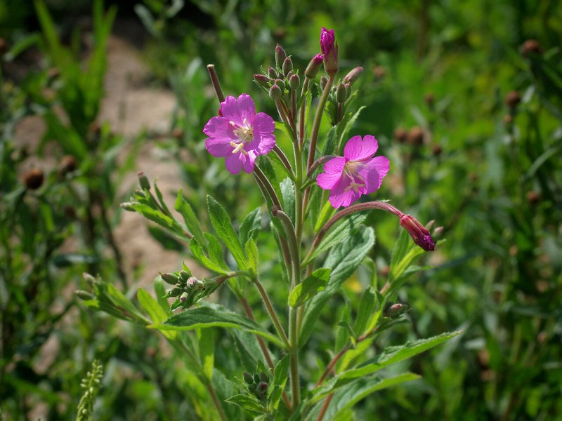 Кипрей волосистый Epilobium hirsutum l.