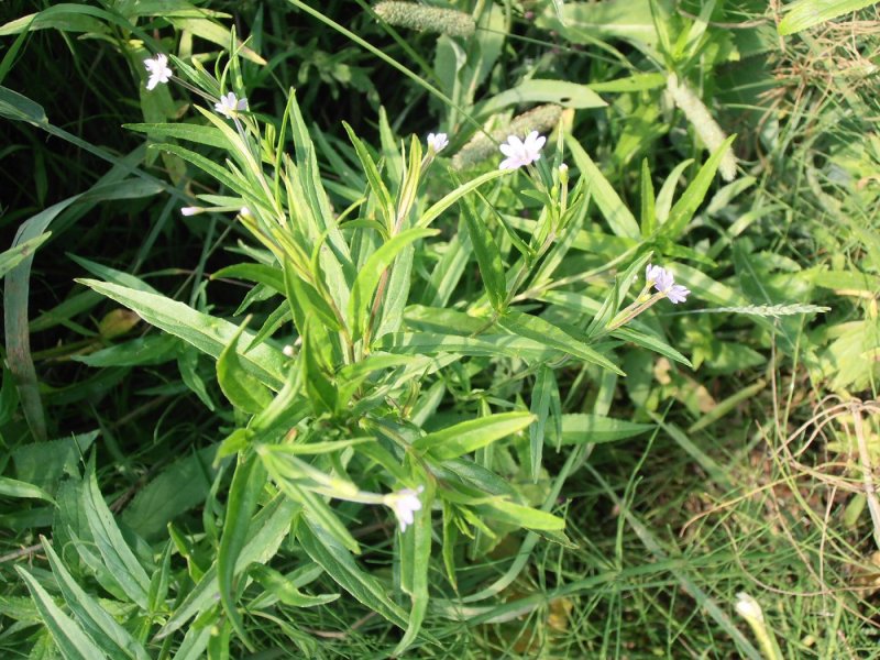 Кипрей болотный (Epilobium palustre l.)
