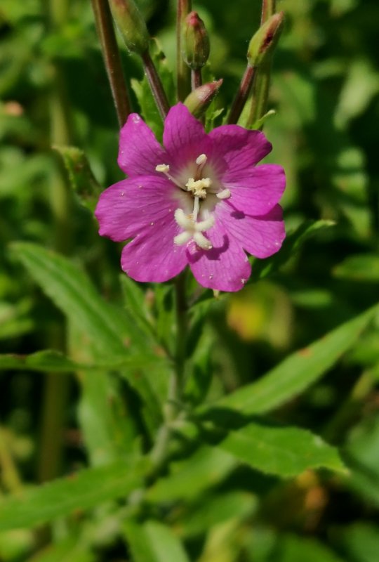Кипрей волосистый Epilobium hirsutum