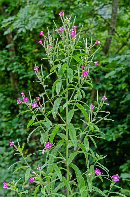Кипрей болотный (Epilobium palustre)