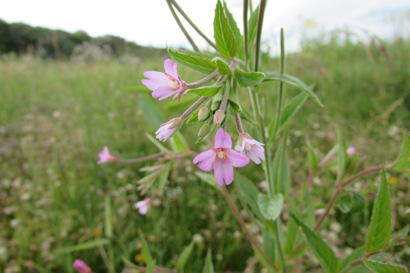 Кипрей мелкоцветковый (Epilobium parviflorum)