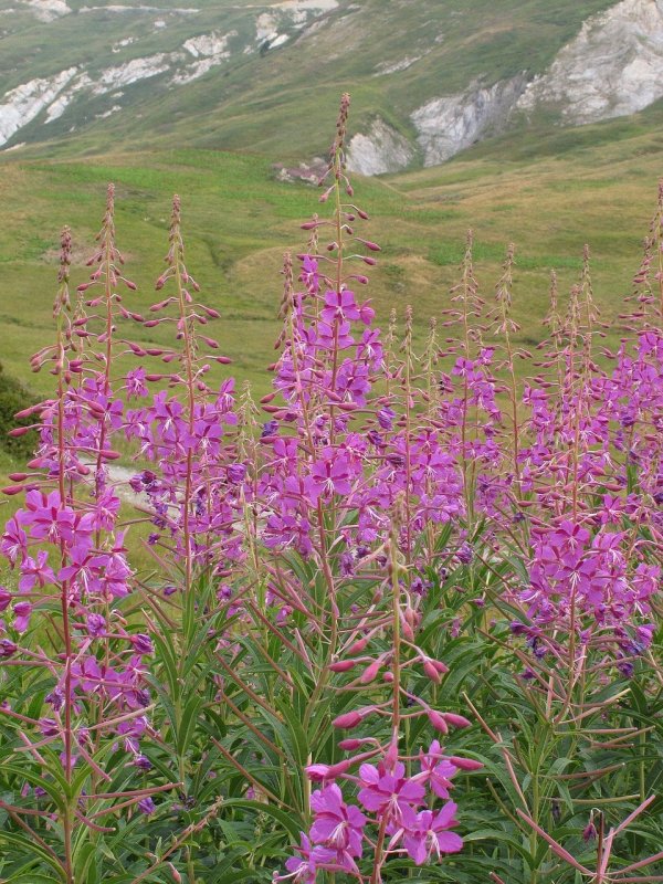 Кипрей волосистый Epilobium hirsutum