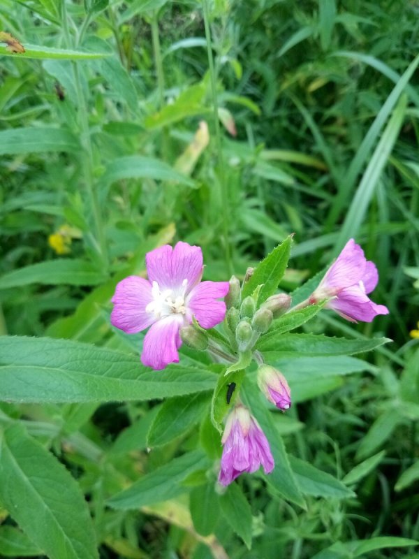 Кипрей волосистый Epilobium hirsutum